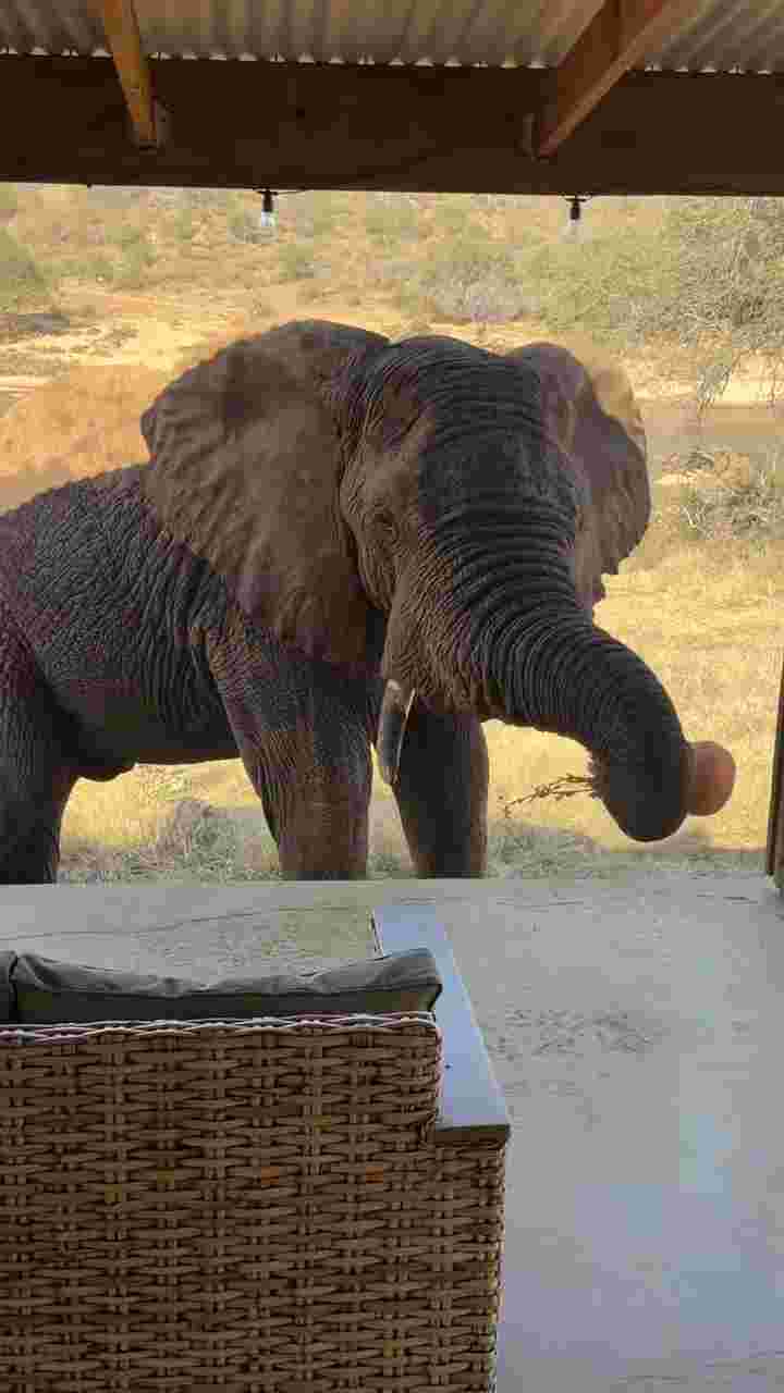 Elephant eats lady's plants 😂